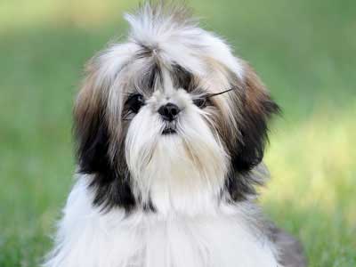 Shih Tzu